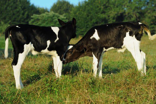 animal-élevage vache dordogne ste-eulalie 1407 (2)