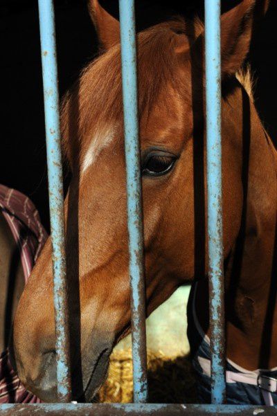 animal-élevage cheval longpont 1004 (4)