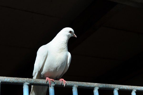 oiseau pigeon longpont 1004