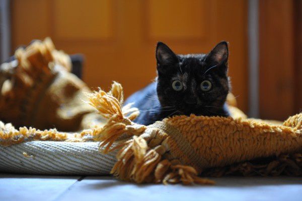 animal-domestique chat preixan 1002 (3)
