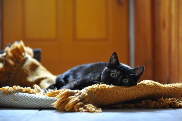animal-domestique chat preixan 1002 (4)