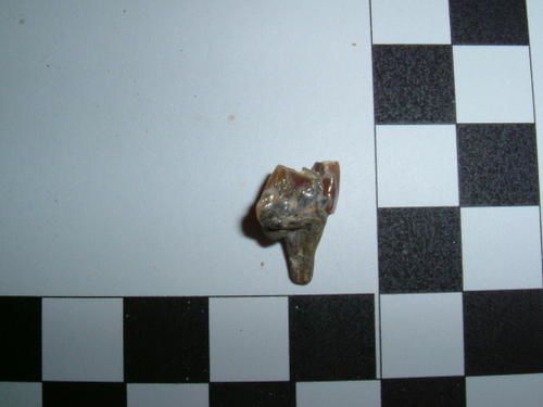 fragment-de-molaire-de-Palaeomeryx-kaupi-1a.JPG