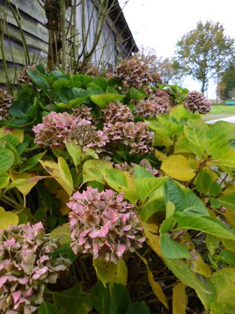 hortensias