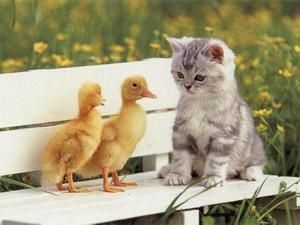 cannetonchat2-copie-1.jpg