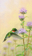 oiseau-et-fleur.gif