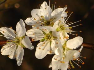 IMG_1603.JPG
