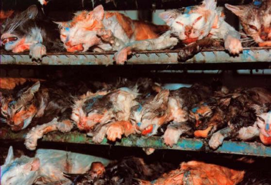 vivisection1dw7.jpg