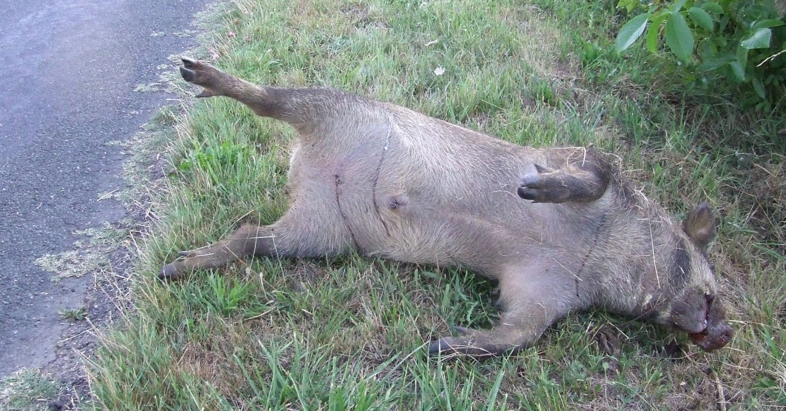 un sanglier rencontre un cochon