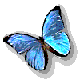 papillon_028.gif