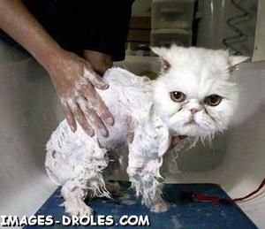 chat-lavage.jpg