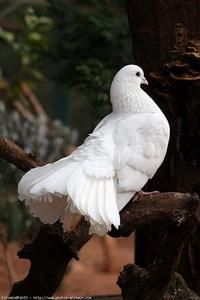 colombe.jpg