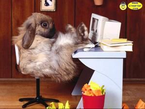 lapin.jpg
