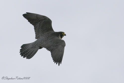 FauconpelerinStHubert03-08.12.jpg