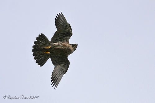 FauconpelerinStHubert03-08.3.jpg
