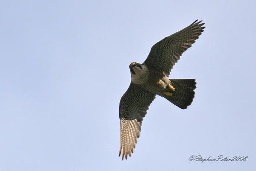 FauconpelerinStHubert03-08.8.jpg
