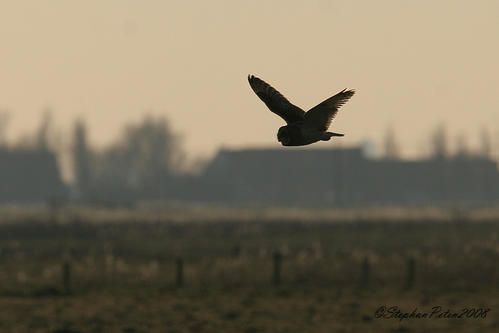 HiboudesmaraisUitkerke02-08.26.jpg