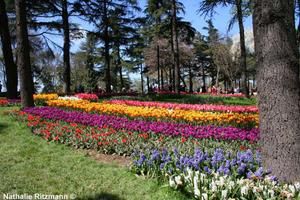 Photo-268---parterre-multicolore.jpg