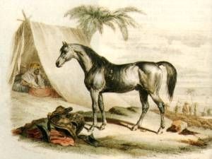 arabe4.jpg