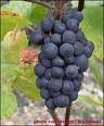 pinot-noir.jpg