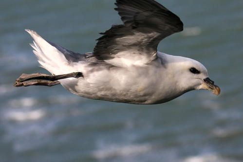 p-trel-fulmar--wimereux--janvier-2008-photo-5-bloog.jpg