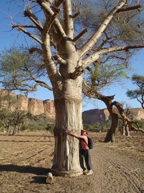 LE BAOBAB AIME