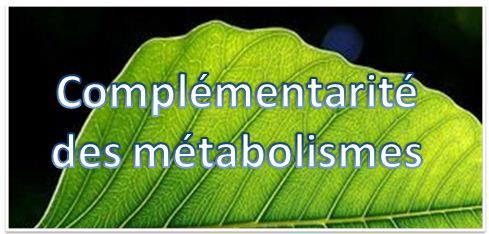 9.metabolismes.jpg