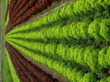 Salat-1-.jpg