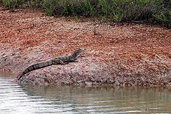 Caiman