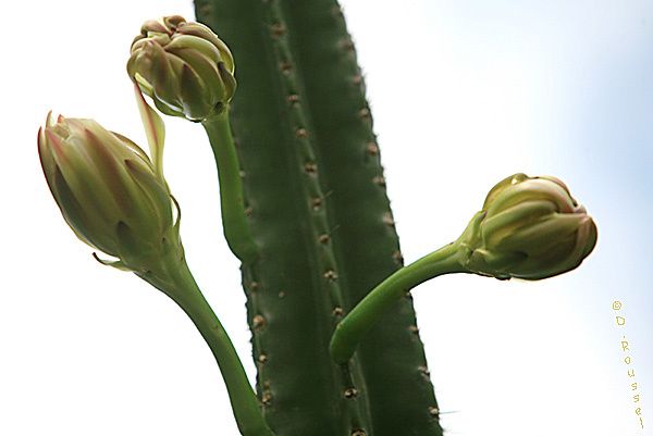 BourgeonsCactus