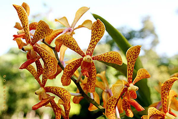 Orchidees