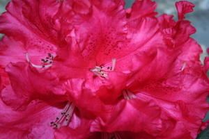 IMG_4133.JPG
