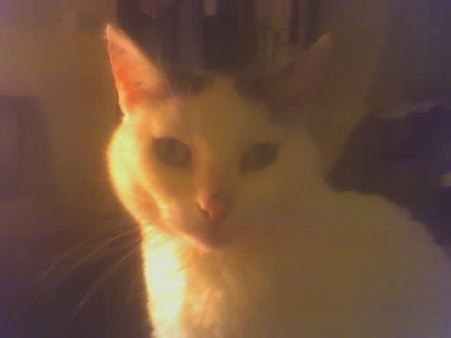 maladie des chats 09-01-07_2140