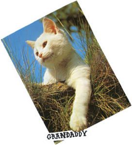 chat.jpg