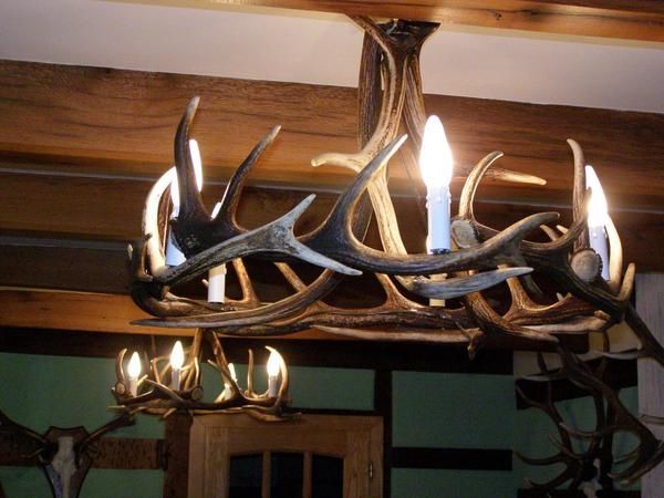 Luminaire Bois De Cerf : Mues de cerfs – Apiculture Luminaire Bois De Cerf : Mues de cerfs – Apiculture