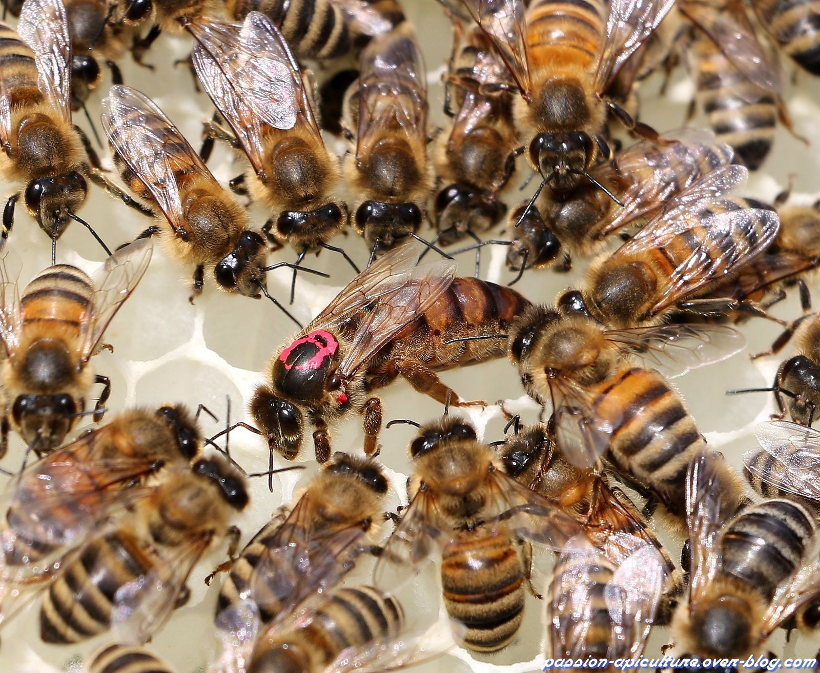 Comment Est Choisi La Reine Des Abeilles Comment Est Choisi La Reine Des Abeilles - Communauté MCMS
