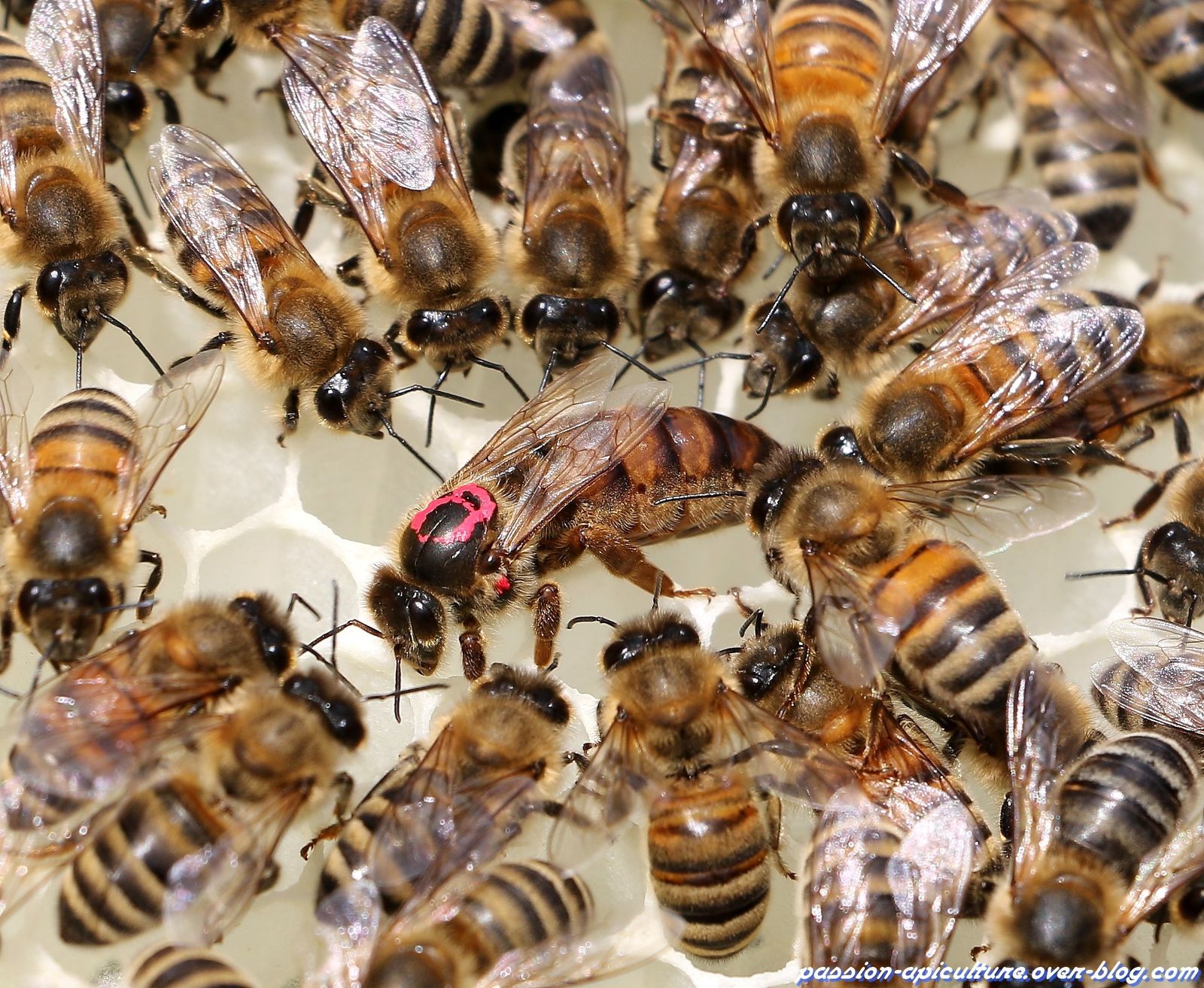 Comment Est Choisi La Reine Des Abeilles Communauté Mcms