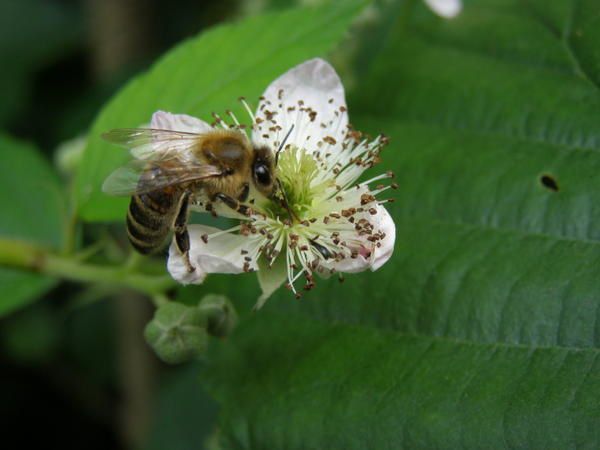 abeille sur fleur de ronce