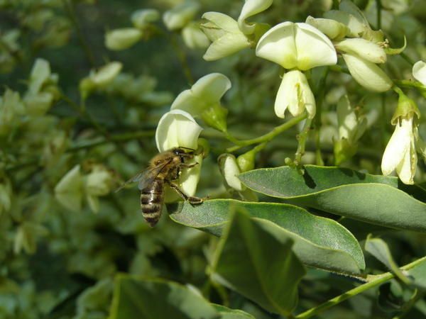 abeille sur fleur d'acacia