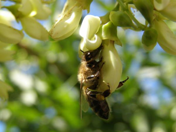 abeille sur fleur d'acacia