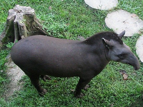 tapir