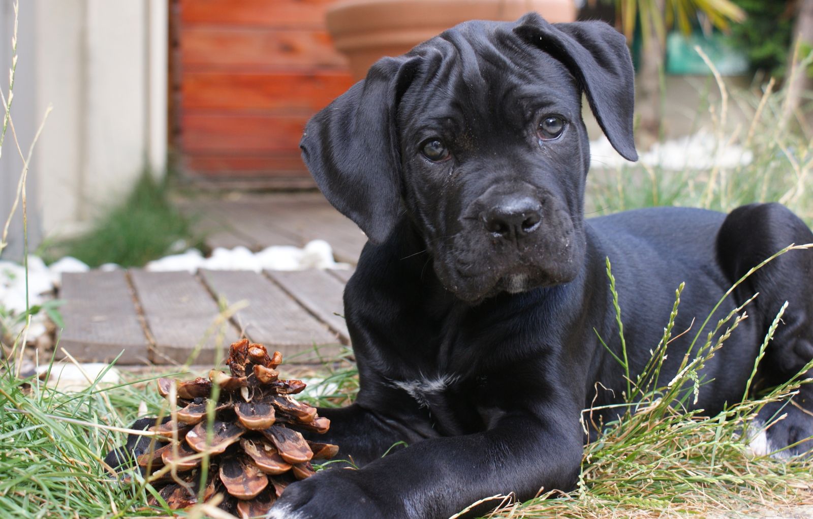 Notre chiot cane corso est un p'tit dur - Cléa & Ezio du Notre chiot cane corso est un p'tit dur - Cléa & Ezio du