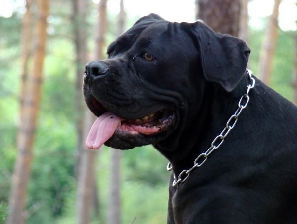 Notre cane corso ne se laisse pas faire - Cléa & Ezio du Notre cane corso ne se laisse pas faire - Cléa & Ezio du
