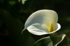 aromes.jpg