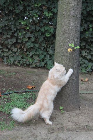 vous-cherchez-un-arbre-à-chat 01