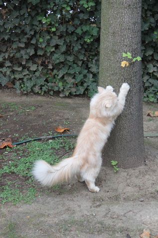 vous-cherchez-un-arbre-à-chat 03