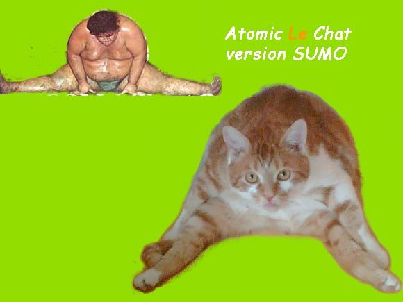 Sumo chat Sumo Chat Sumo Chat