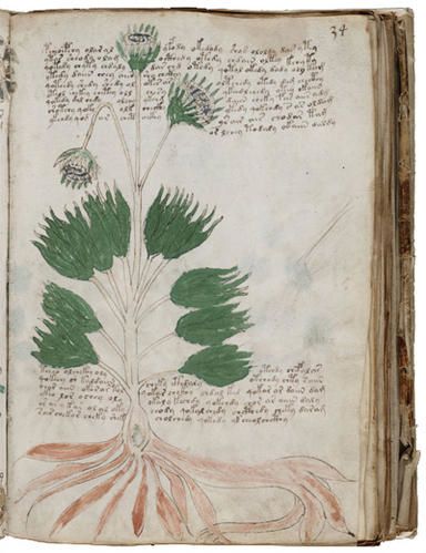 manuscrit-voynich.jpg