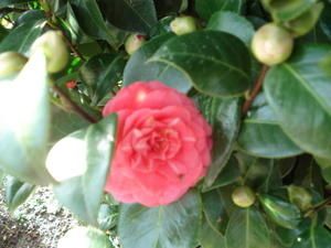 DSC01367.JPG