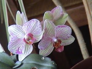 coussinet-amiti--001.jpg