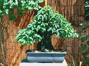 Prunusmume.jpg